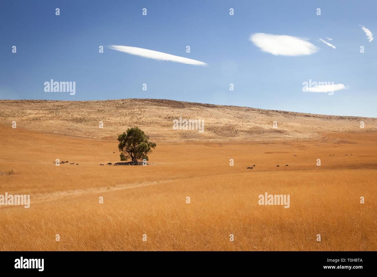 Un seul arbre dans la vaste étendue de la campagne abrite un troupeau de moutons de la chaleur intense du soleil. Banque D'Images