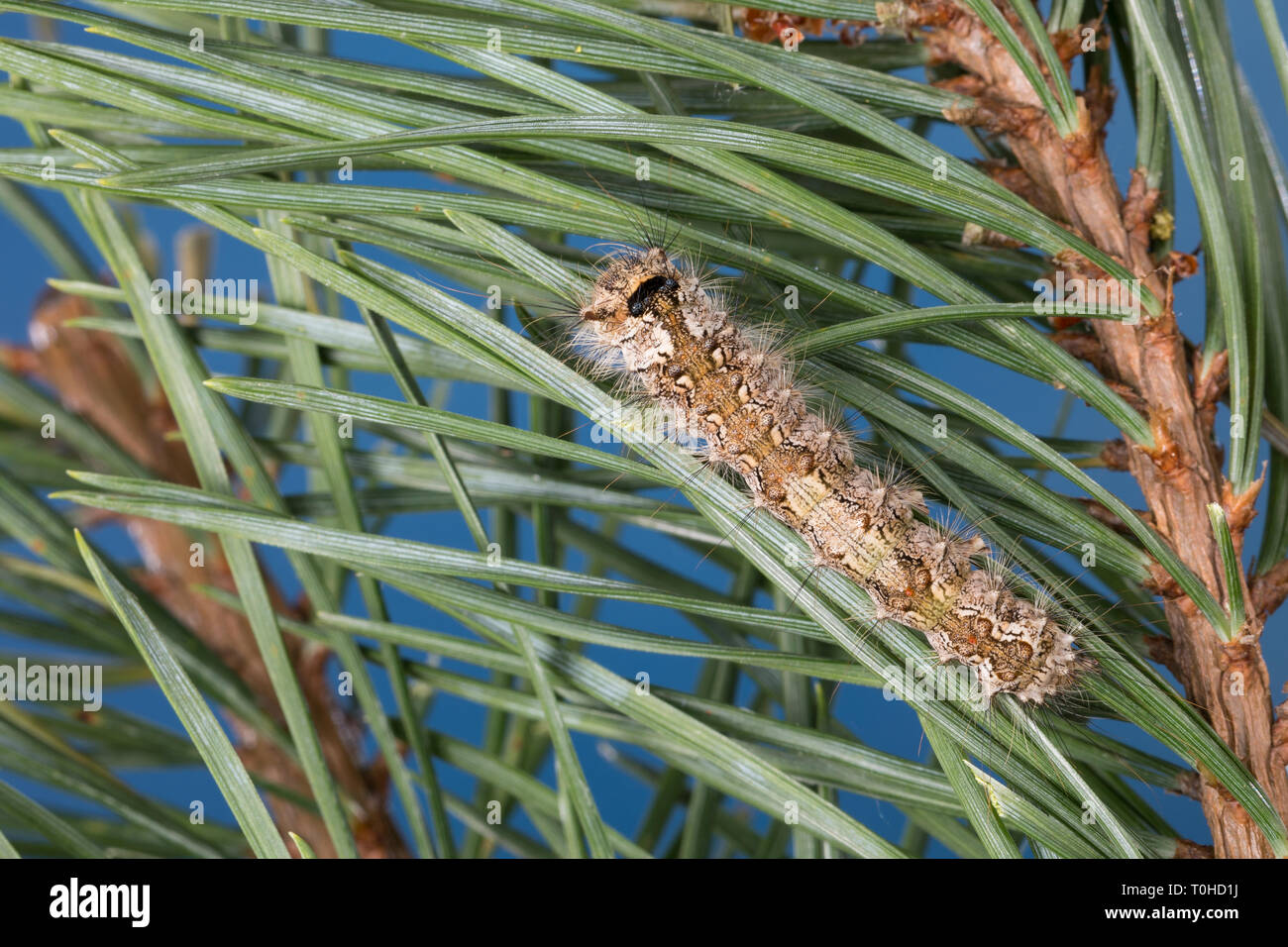 Nonnenspinner Nonnen-Spinner nonne,,, Raupe frisst, Lymantria monacha Kiefer un noir, arches, nun moth, Caterpillar, la Nonne, Noctuidae, Eulenfalter Banque D'Images