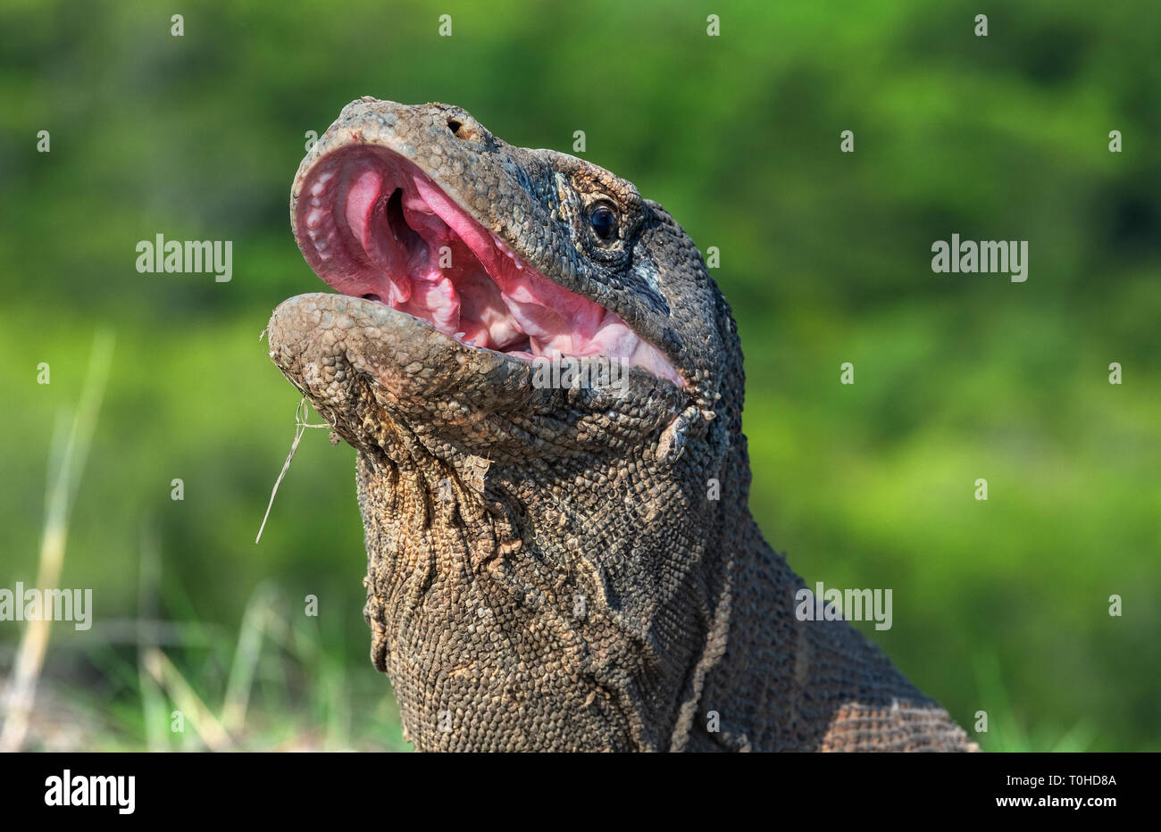 La bouche ouverte de le dragon de Komodo. Close up portrait, vue de face. Dragon de Komodo. Nom scientifique : Varanus komodoensis. L'habitat naturel. L'Indonésie. Banque D'Images