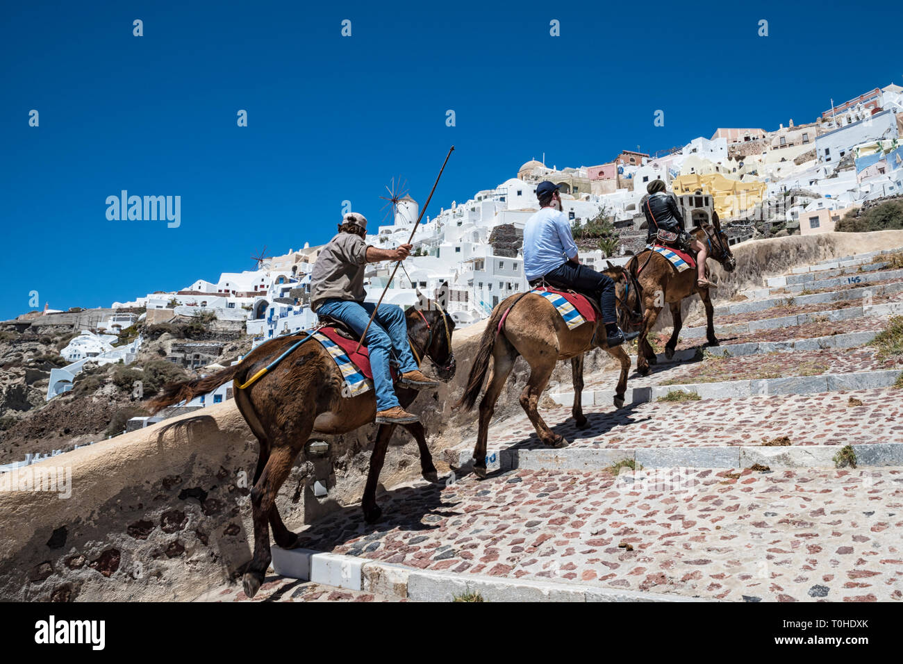 Tour de l'âne dans Santorini Banque D'Images