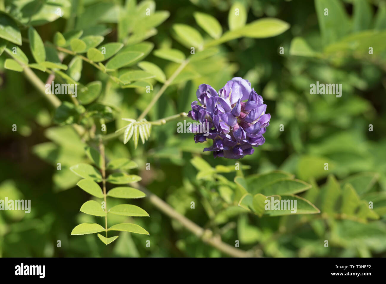 WISTERIA FRUTESCENS LONGWOOD PURPLE Banque D'Images
