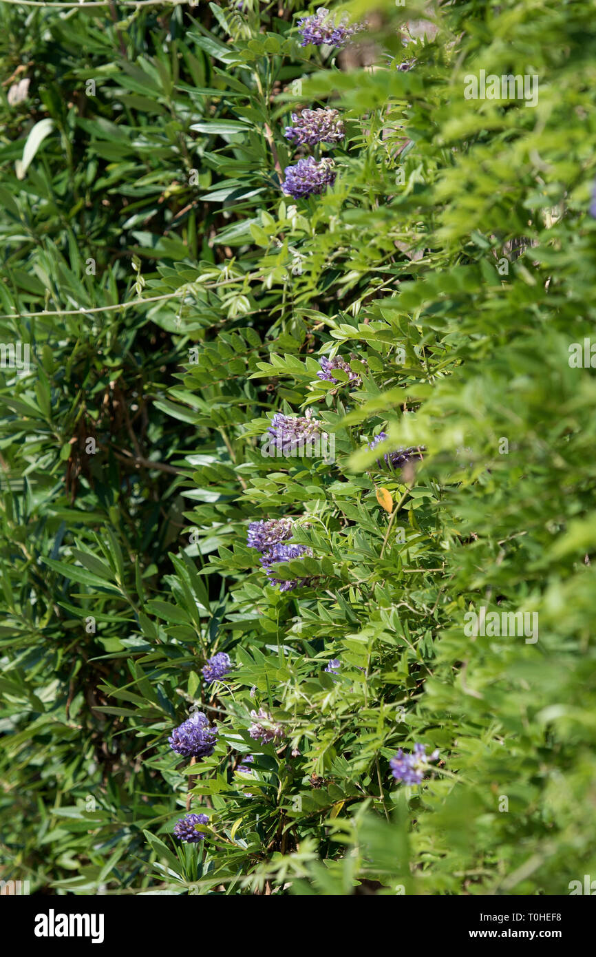 WISTERIA FRUTESCENS LONGWOOD PURPLE Banque D'Images