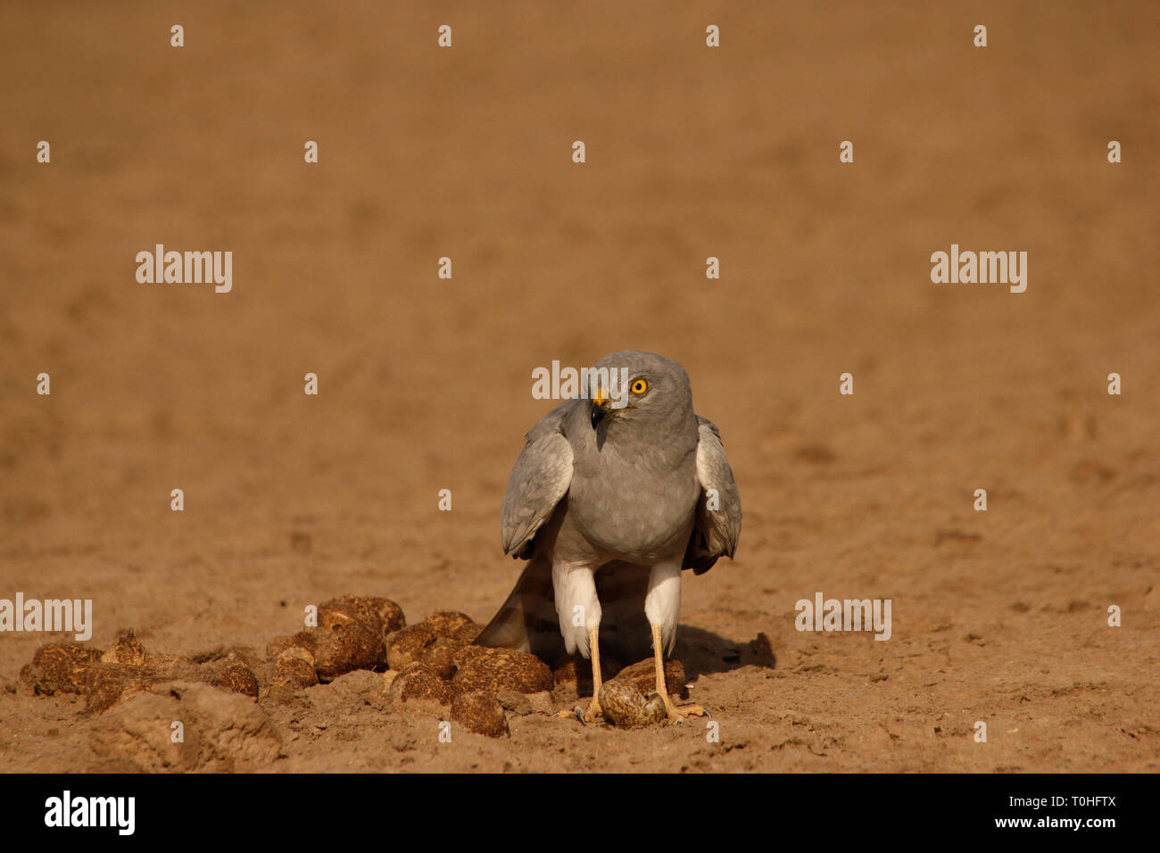 Busard Montagu, oiseau Grand Rann de Kutch, Kutch, Gujarat, Inde, Asie Banque D'Images