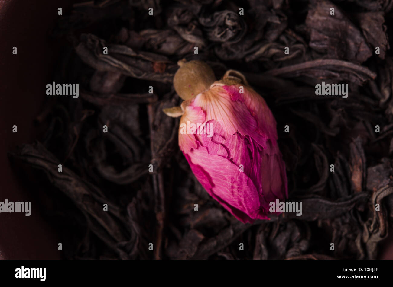 Un bourgeon du Thé de rose sur une feuilles jaune thés noirs. Un bourgeon du Thé de rose et de feuilles de thé séchées vrac close-up. Banque D'Images