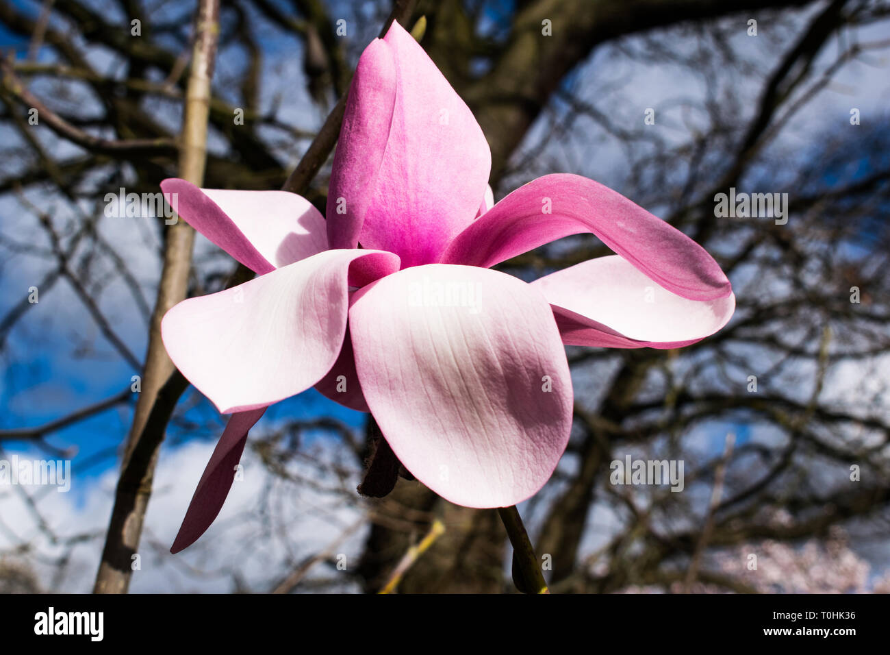 Fleur de magnolia rose macro avec tree Banque D'Images