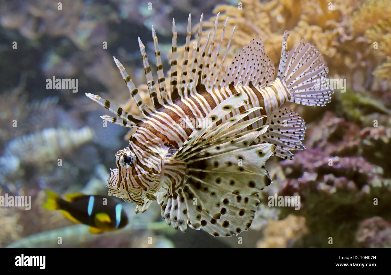 Vue rapprochée d'un poisson-papillon rouge (Pterois volitans) Banque D'Images