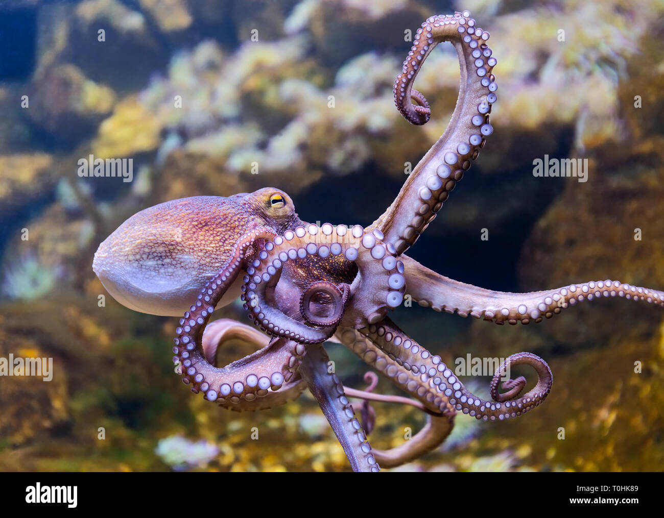 Vue rapprochée d'un poulpe commun (Octopus vulgaris) Banque D'Images