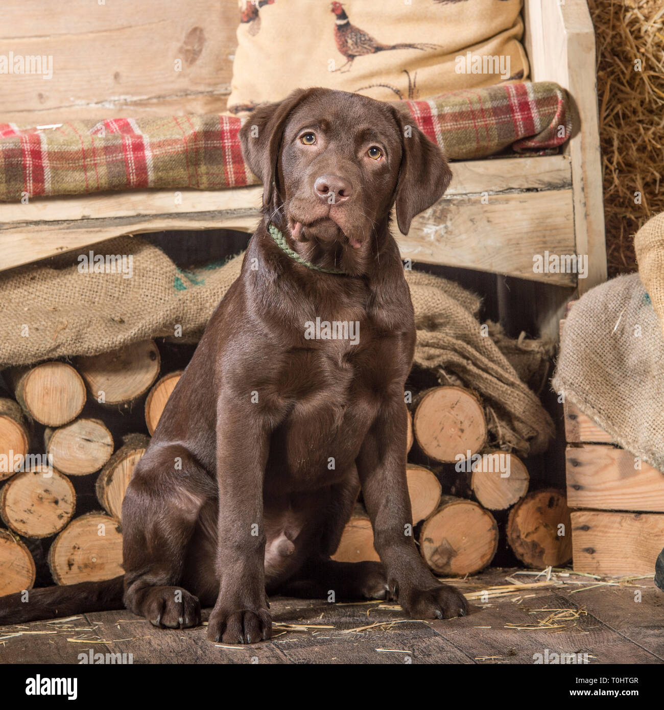 Chiot Labrador Retriever Chocolat Photo Stock Alamy