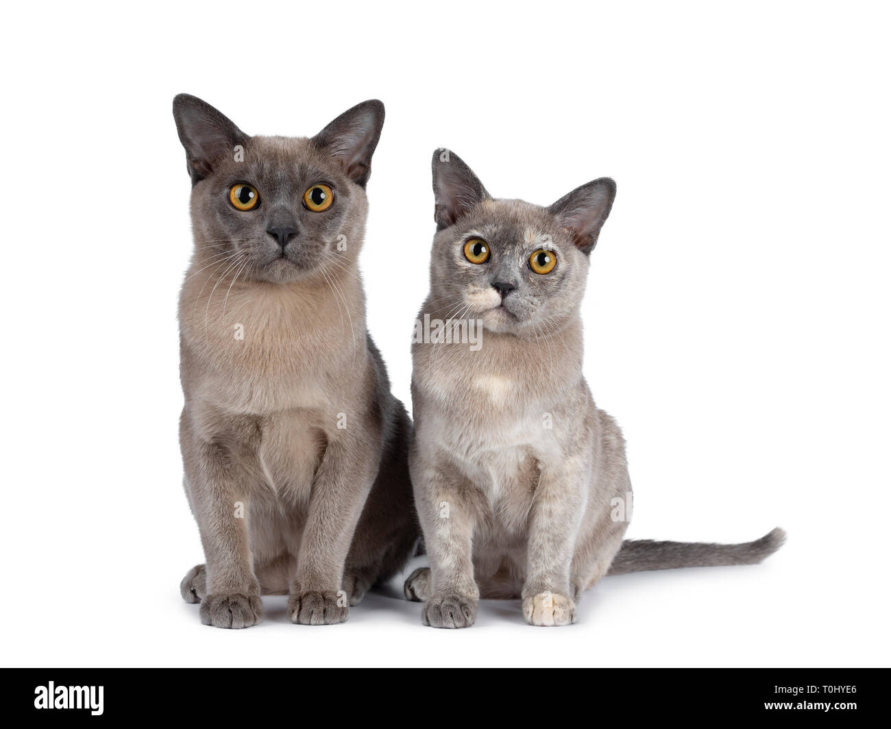 Mignon et chocolat tortie chatons chat Birman, assis à côté de l'autre. À la ligne droite à lens avec de grands yeux rond jaune. Isolated on white backg Banque D'Images