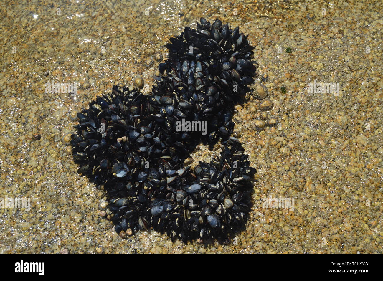 Les moules de groupe soumis à un rocher sur l'île d'Arosa. La nature, l'architecture, l'histoire, les voyages. 18 août, 2014. Isla de Arosa, Pontevedra, Galice, Espagne. Banque D'Images