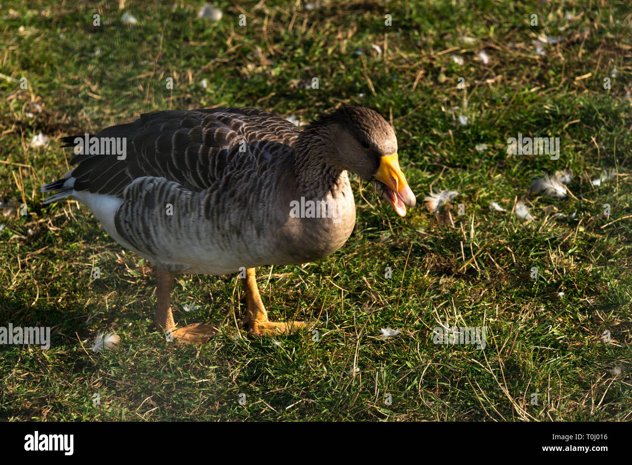 (Anas platyrhynchos Canard domestique domesticus) Banque D'Images