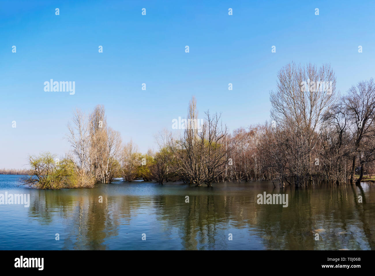 Arbres de printemps se tenait dans l'eau à marée haute sur une chaude journée ensoleillée sur le lac et le ciel bleu, avec un reflet agréable Banque D'Images