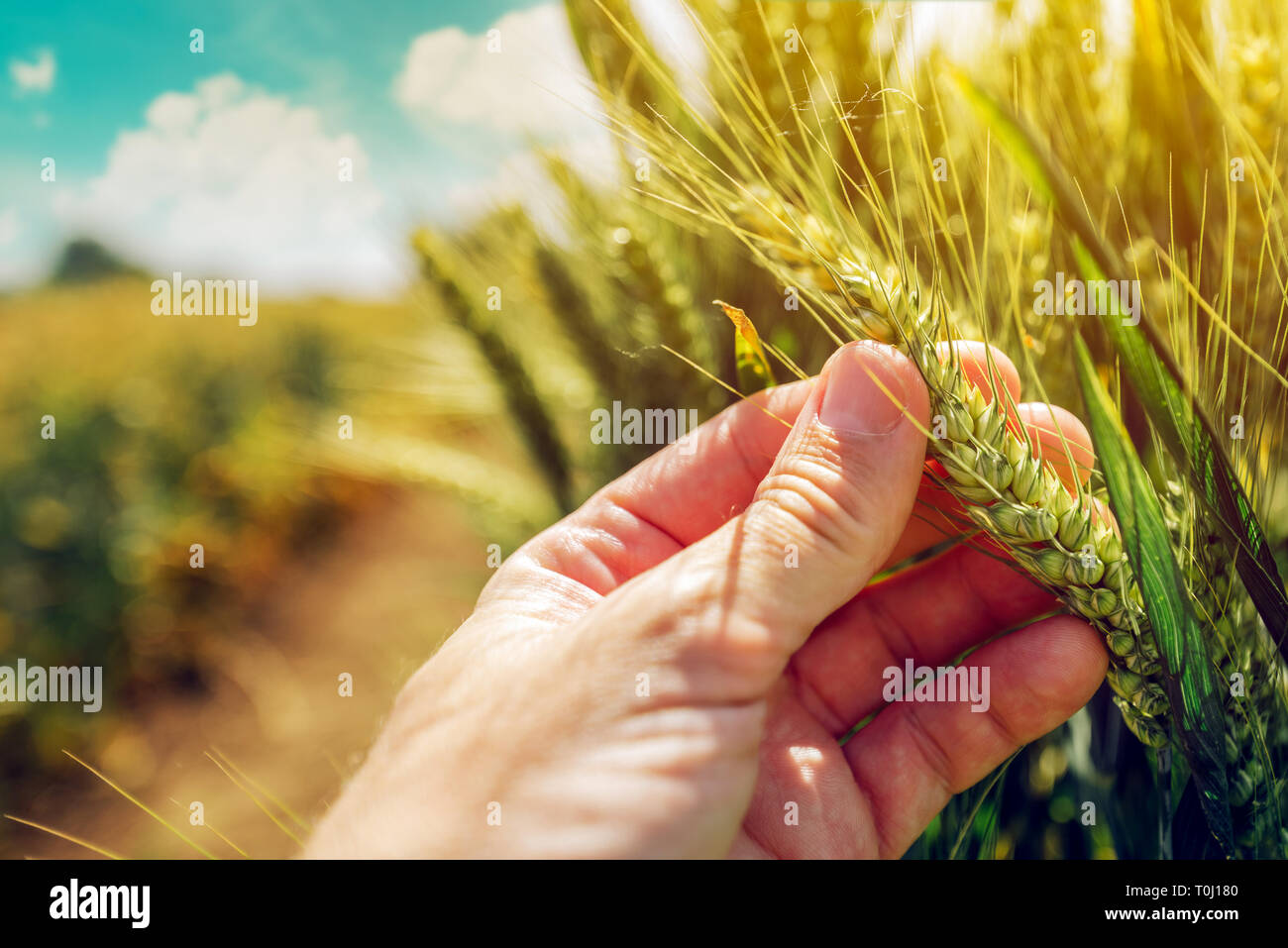 La récolte de blé de l'agriculteur contrôle le développement des végétaux pour la rouille de la tige Banque D'Images