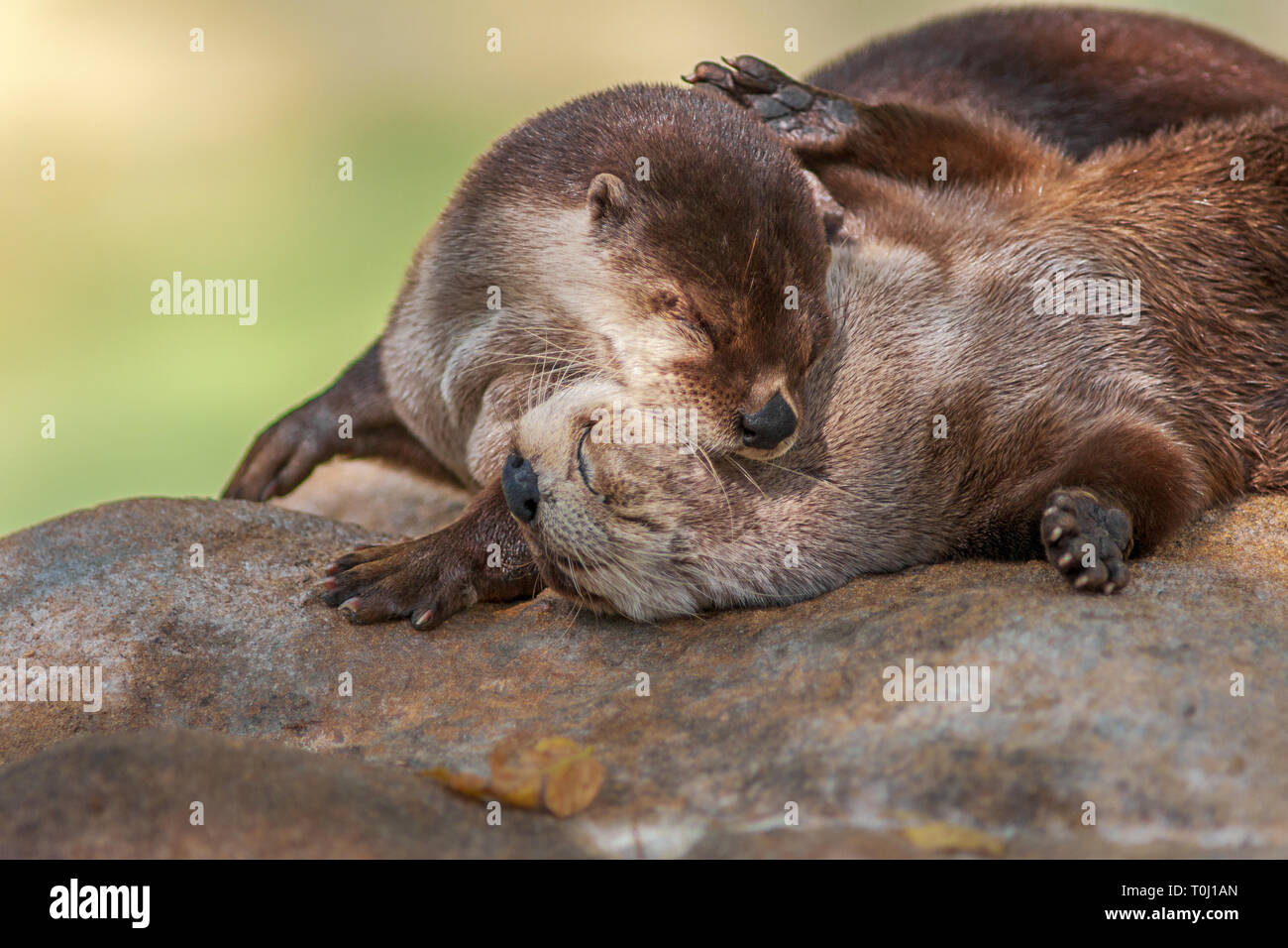 Dans L Amour De La Loutre De Mer Photo Stock Alamy