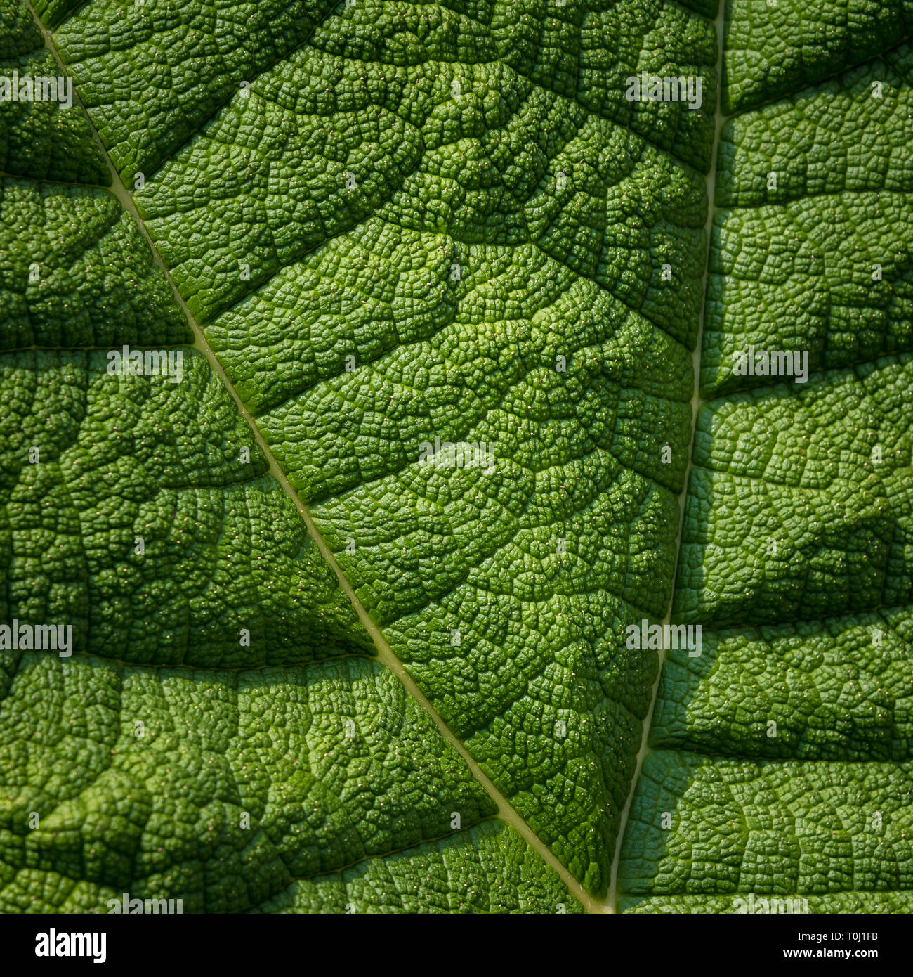 Gunnera manicata Gunnera - communément appelé le géant brésilien-rhubarbe à Kew Royal Botanic Gardens, London, United Kingdom Banque D'Images