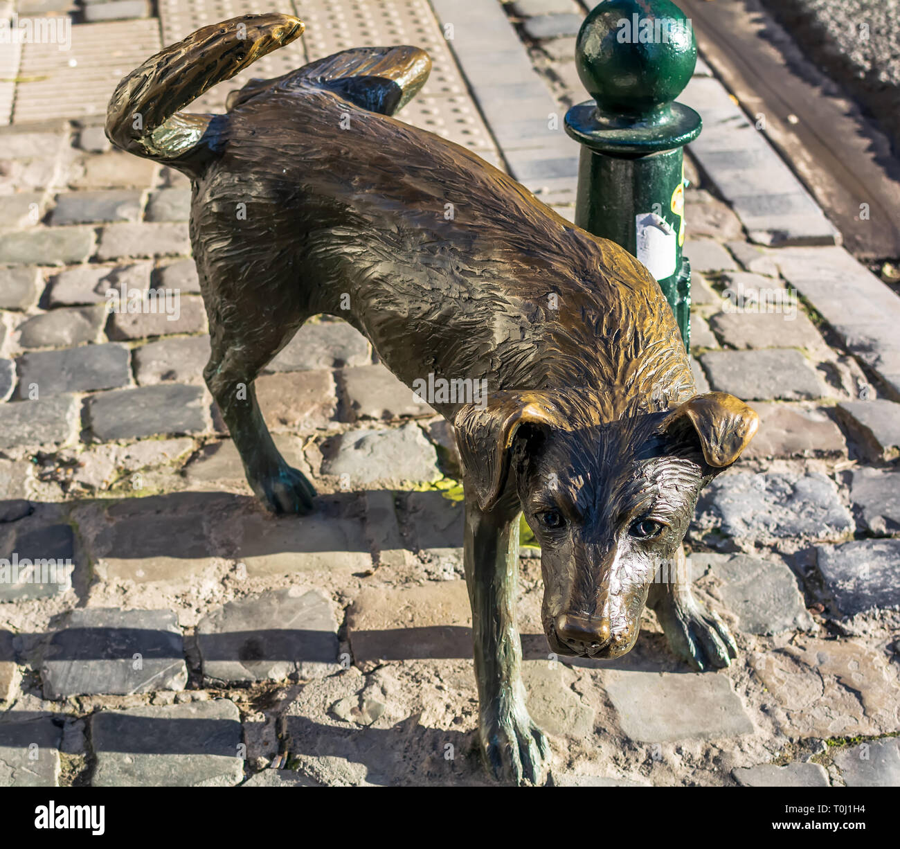 Bruxelles, Belgique - 13 décembre 2018 : Het Zinneke, parfois appelé à tort Zinneke Pis - une statue de bronze de sa jambe levage chien faisant pipi sur un Brusse Banque D'Images