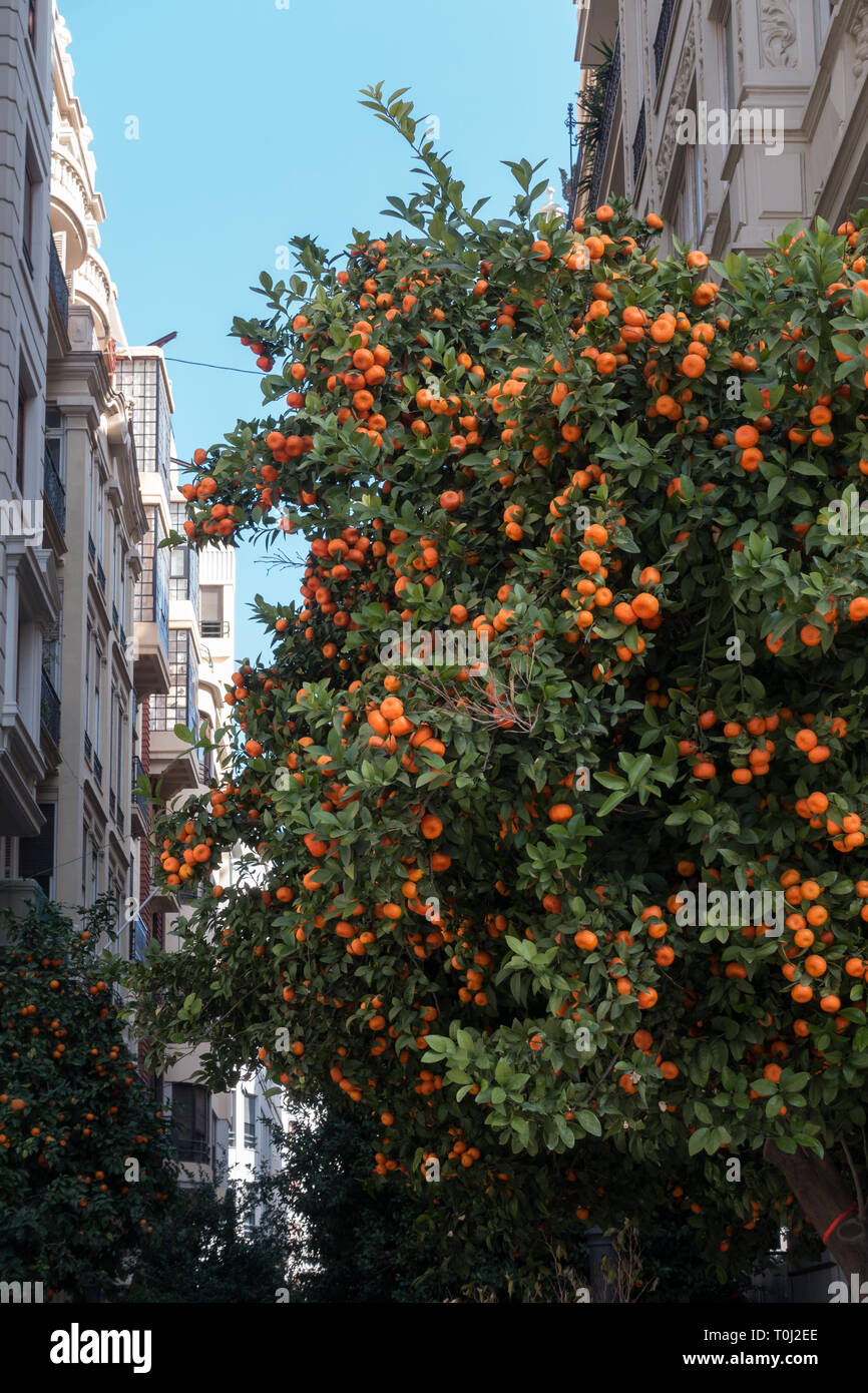 VALENCIA, Espagne - 24 février : Orange Tree dans la place de la Mairie de Valence Espagne le 24 février 2019 Banque D'Images