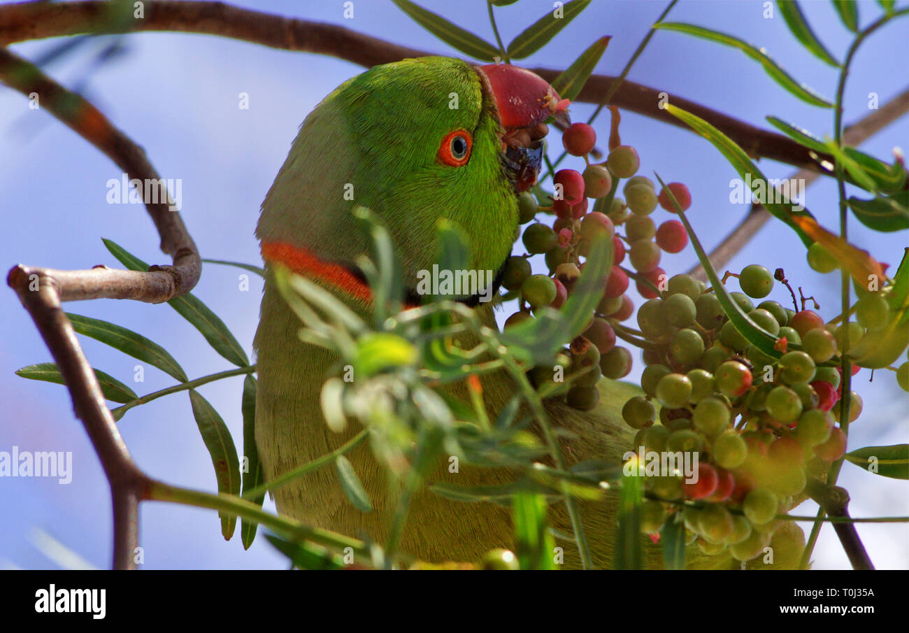 Perroquet vert manger dans un arbre au poivre rose Banque D'Images