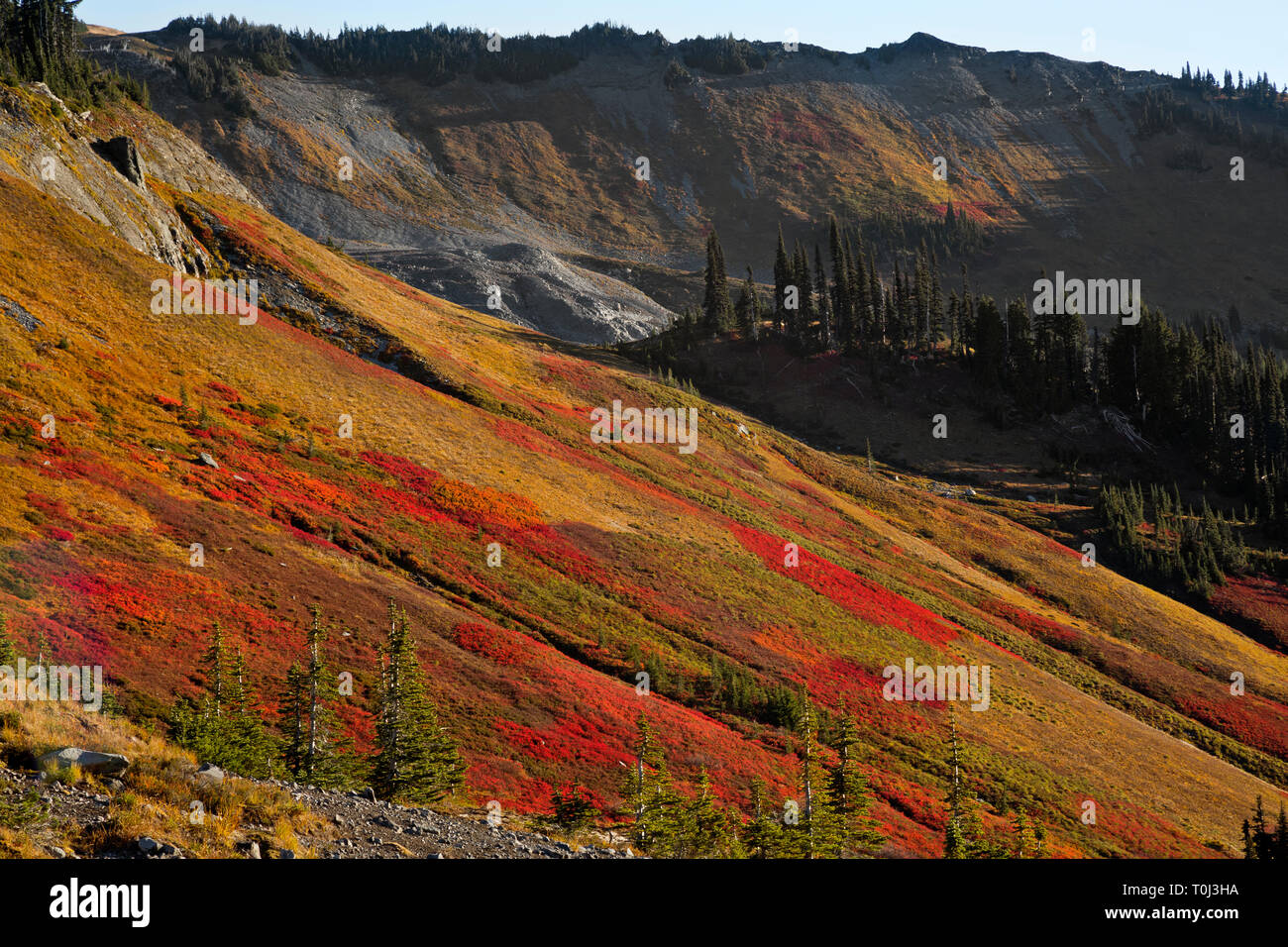 WA15993-00...WASHINGTON - Couleurs d'automne sur une colline surplombant le ruisseau Stevens de la Skyline Trail sur la crête de Mazama dans Mount Rainier National Park. Banque D'Images