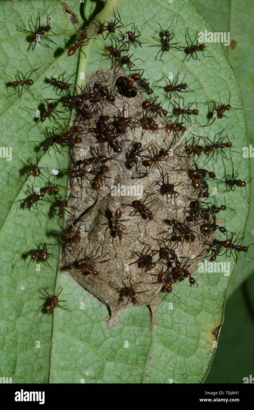 Weaver Ants, Oecophylla sp, sur nid sur feuilles, Klungkung, Bali, Indonésie Banque D'Images