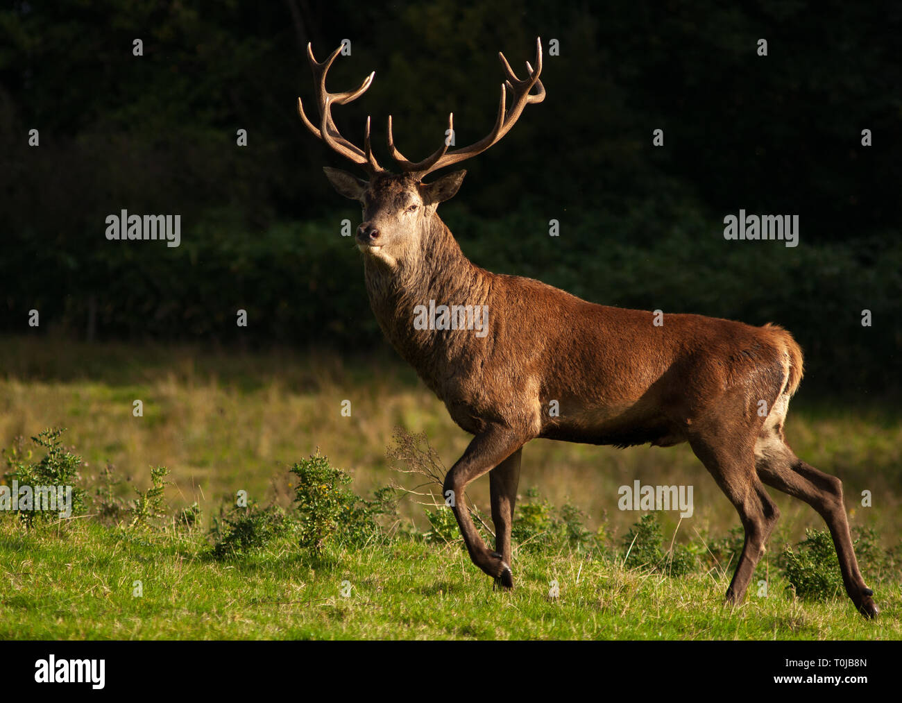 Red Deer stag Cervus elaphus en position sur fond ensoleillé et sombre dans le parc national de Killarney, comté de Kerry, Irlande Banque D'Images