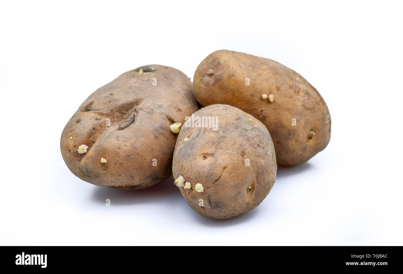 Les pommes de terre germées, studio de l'admission, Gekeimte Studioaufnahme, Kartoffeln Banque D'Images