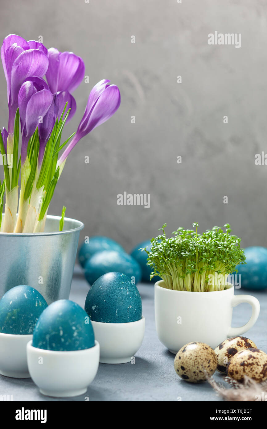 Composition de Pâques - oeufs teints naturellement avec l'aide d'un chou rouge, œufs de caille, les crocus et un cresson dans une tasse sur un fond de béton gris Banque D'Images