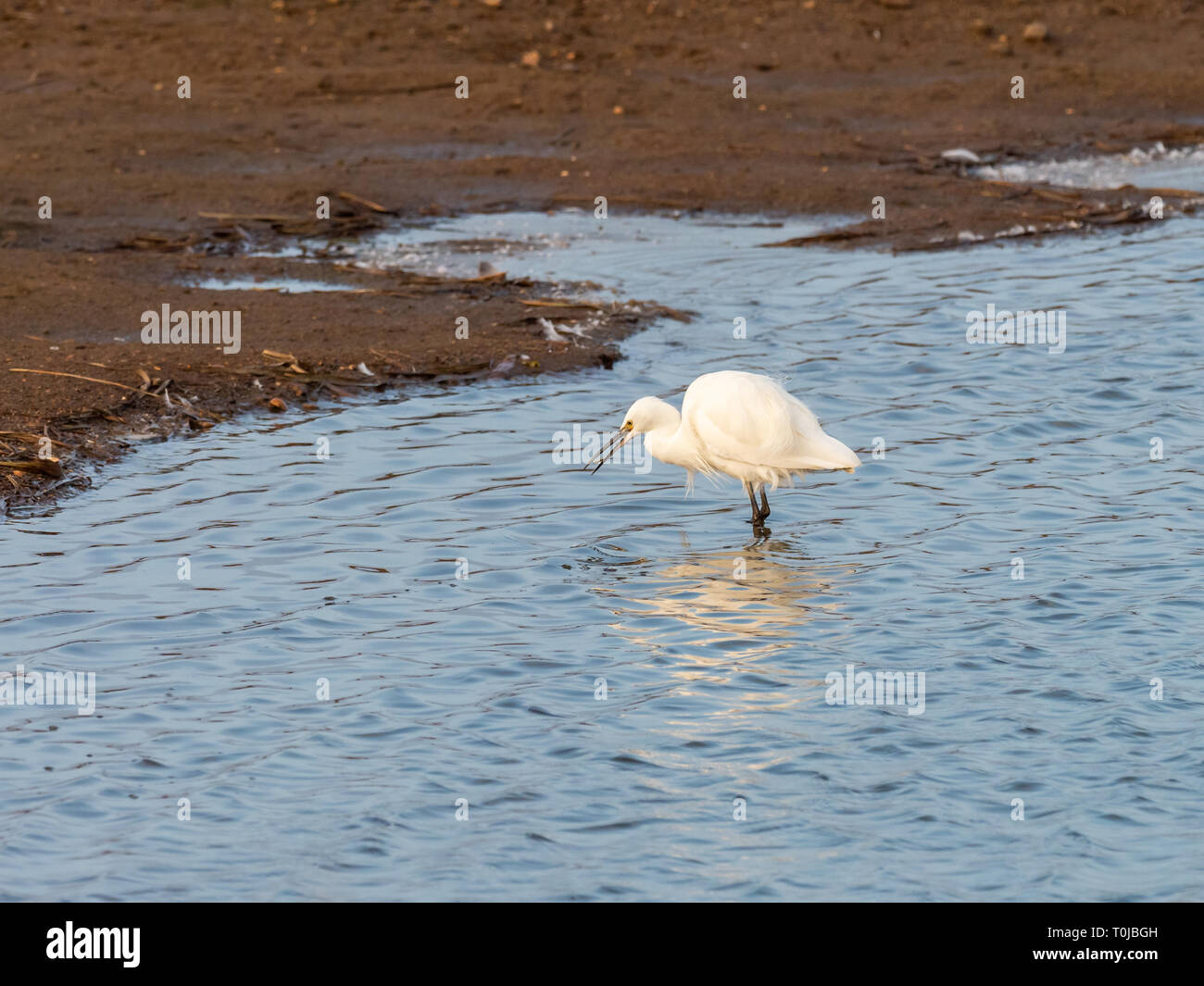 L'Aigrette garzette ( Egretta garzetta ) La pêche dans un étang. Gibraltar Point. Banque D'Images