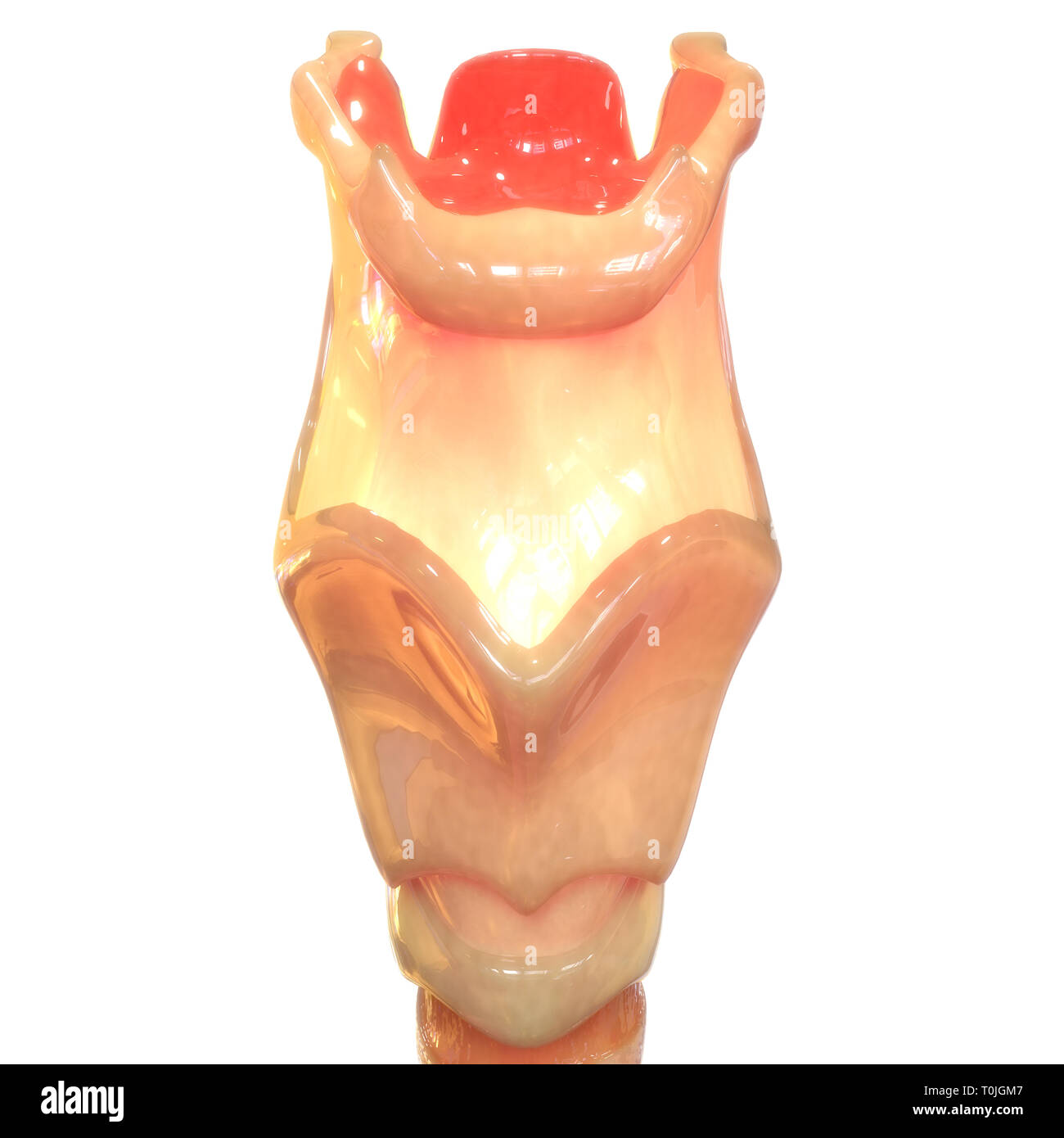 Système respiratoire humain du larynx et du pharynx anatomie Banque D'Images
