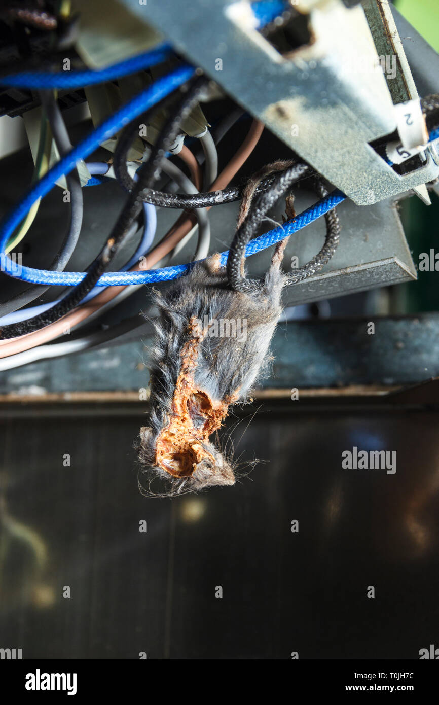 Close-up du cadavre momifié d'une souris piégée dans le câblage d'une cuisinière domestique Banque D'Images