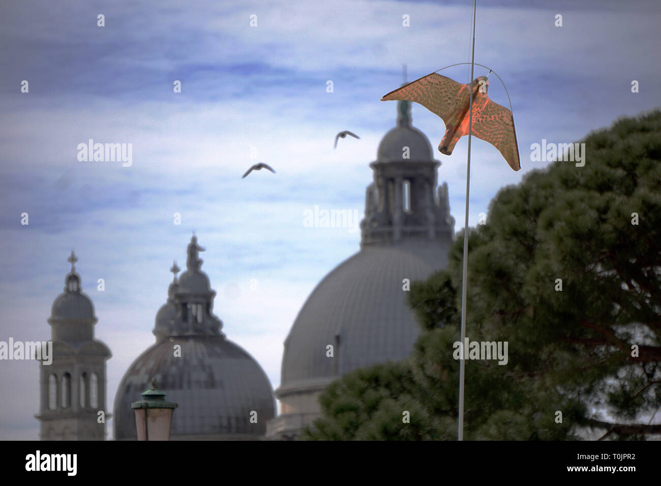 Venise, Italie. Mar 20, 2019. Le cerf-volant qui ressemble à un faucon tout en tournant autour de la tables du cafe Todaro, à la place San Marco, à effrayer les mouettes le 20 mars 2019 à Venise, Italie. Mouettes affamées n'hésitez pas à attaquer les touristes, pour voler des sandwiches ou des apéritifs, tandis qu'ils ont un verre assis à la tables des cafés de la place San Marco. Credit : Andrea Merola/éveil/Alamy Live News Banque D'Images