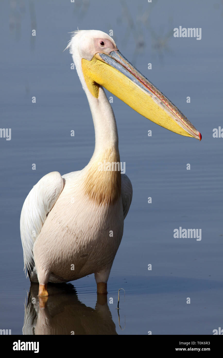 Le Pélican blanc Pelecanus onocrotalus Banque D'Images