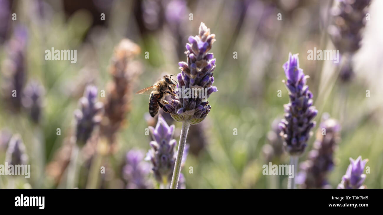 Abeille sur une fleur de lavande, vue rapprochée d'une abeille pollinisant une lavande en fleurs au printemps, la Grèce Banque D'Images