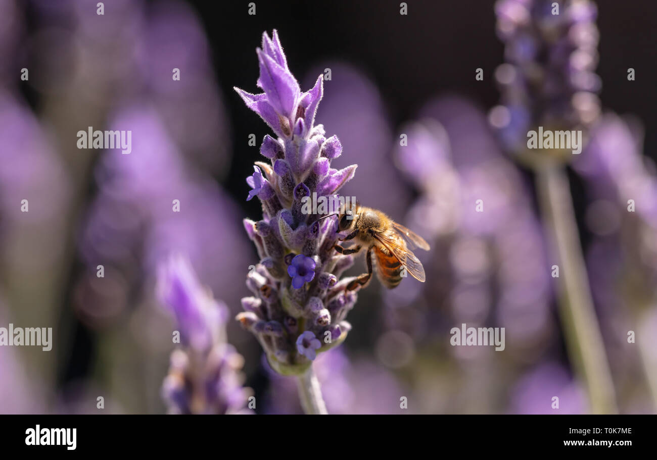 Abeille sur une fleur de lavande, vue rapprochée d'une abeille pollinisant une lavande en fleurs au printemps, la Grèce Banque D'Images