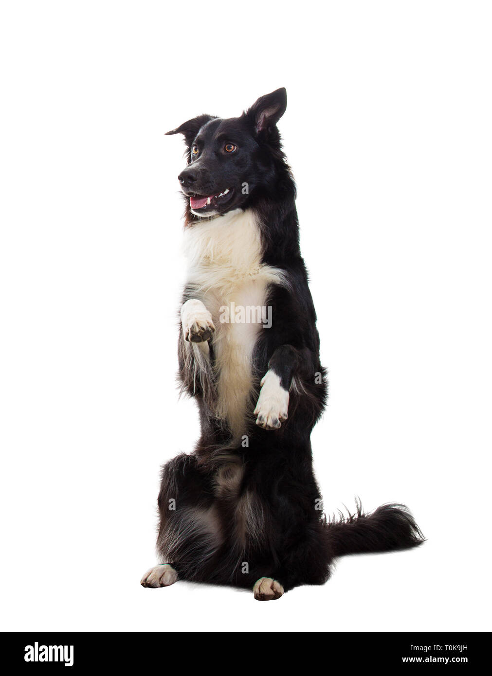 Full Length portrait of cute bien formés chien border collie montrant astuces debout sur deux pattes une oreille refoulées à l'écart isolated over white background Banque D'Images