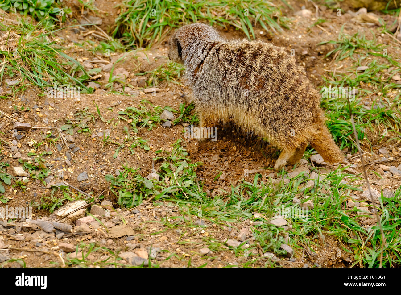 Mâle adulte à queue fine Meerkat partie manquante de sa queue après un défi de leadership et de lutte. Des animaux en captivité. Banque D'Images