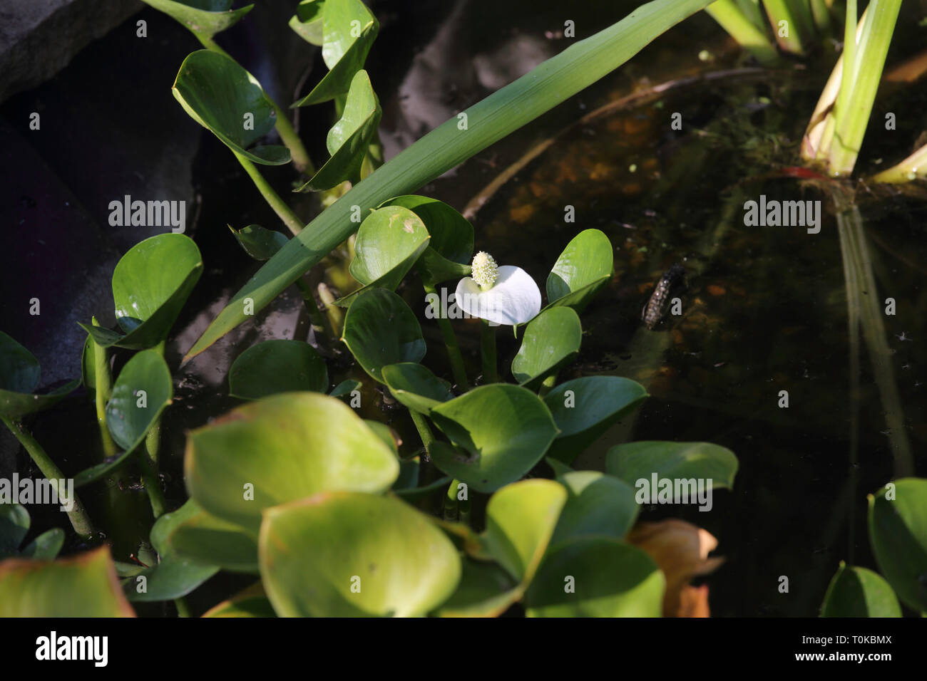 Surrey Angleterre Pond in Garden Banque D'Images