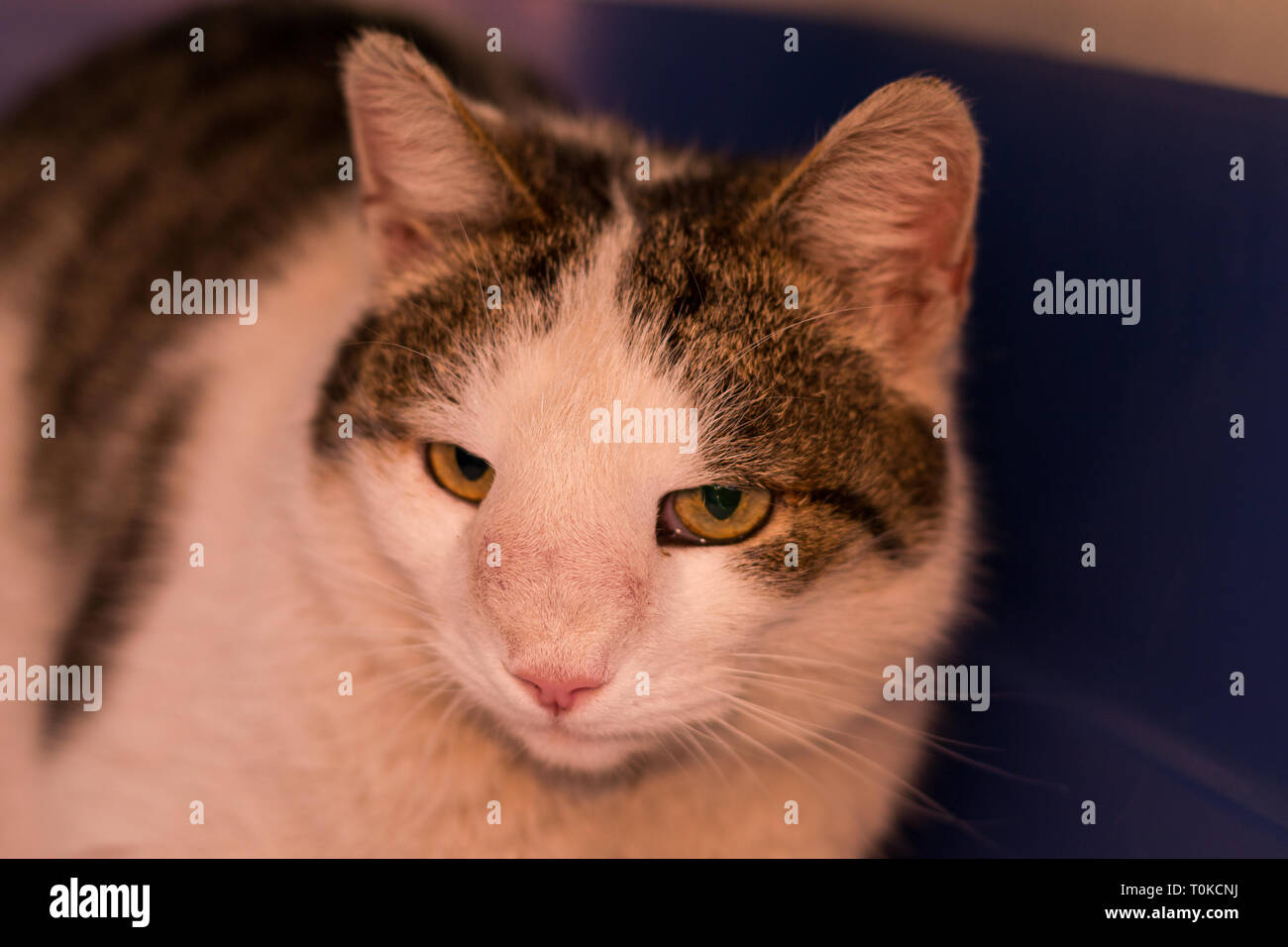 Tumeur Nasale Banque De Photographies Et D Images A Haute Resolution Alamy