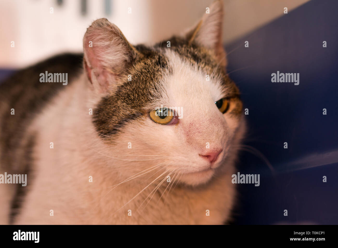 Chat Avec Tumeur Nasale Photo Stock Alamy