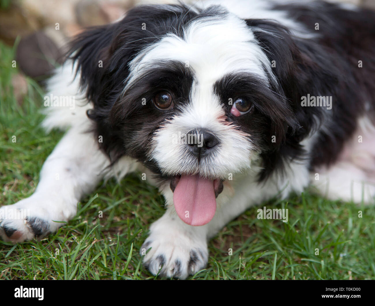 Cherry eye sur un chien Lhassa Apso Banque D'Images