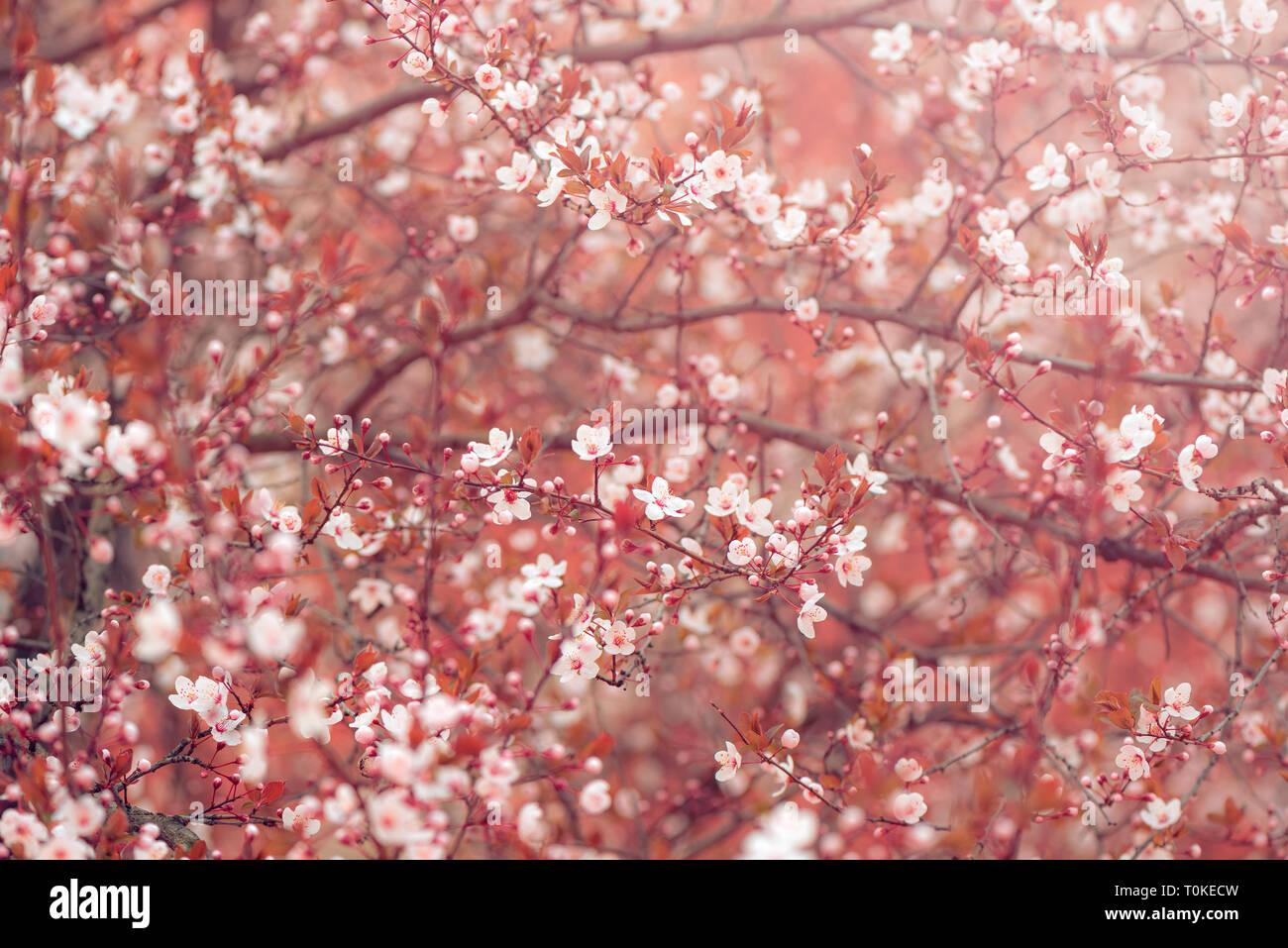 Fleur de cerisier sauvage au printemps, beauté dans la nature Banque D'Images