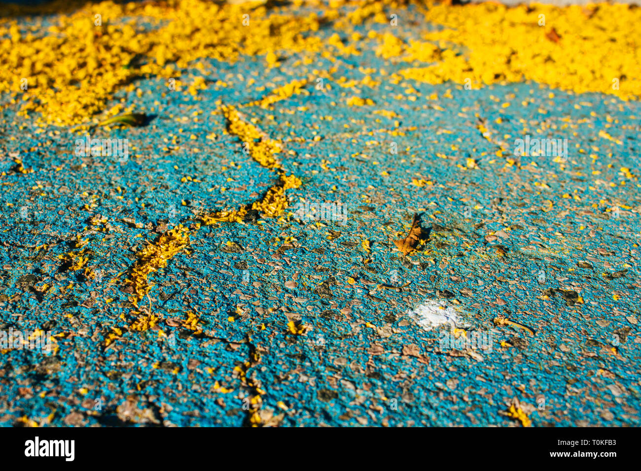 Mimosa. Mimosa tombés sur le sol. Banque D'Images