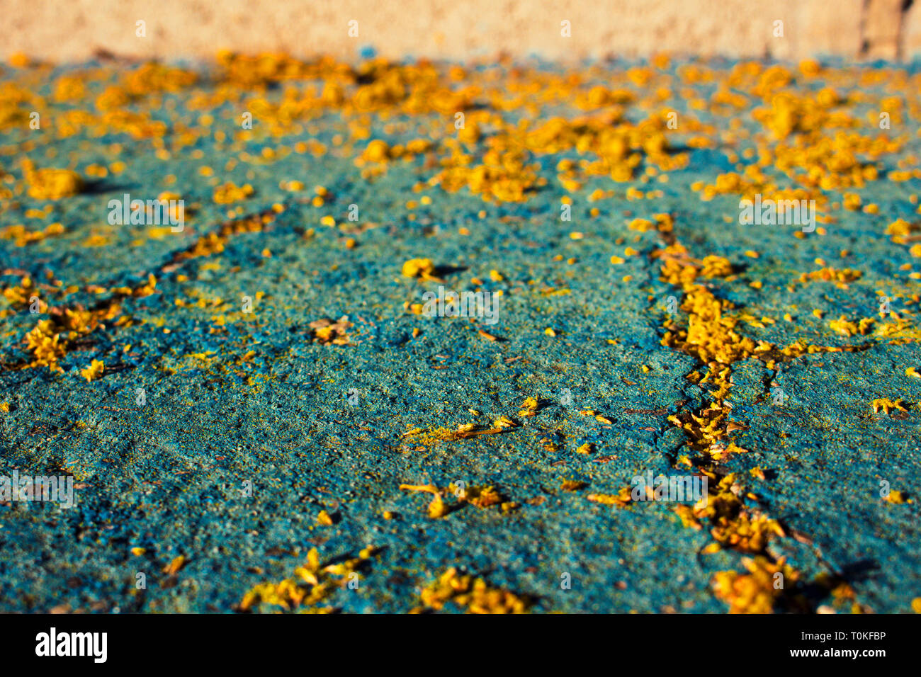 Mimosa. Mimosa tombés sur le sol. Banque D'Images