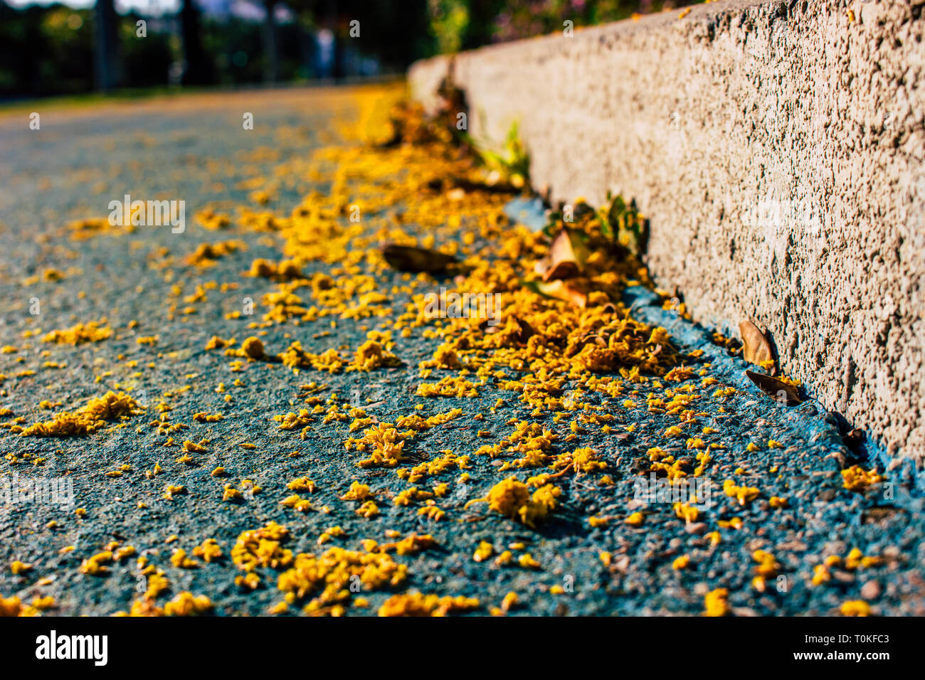 Mimosa. Mimosa tombés sur le sol. Banque D'Images
