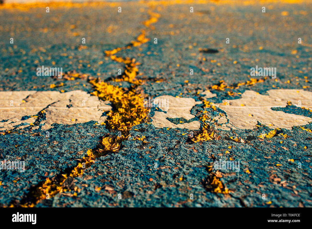 Mimosa. Mimosa tombés sur le sol. Banque D'Images