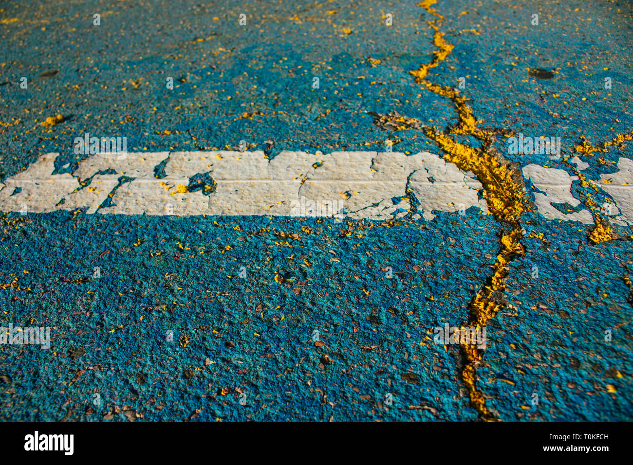 Mimosa. Mimosa tombés sur le sol. Banque D'Images