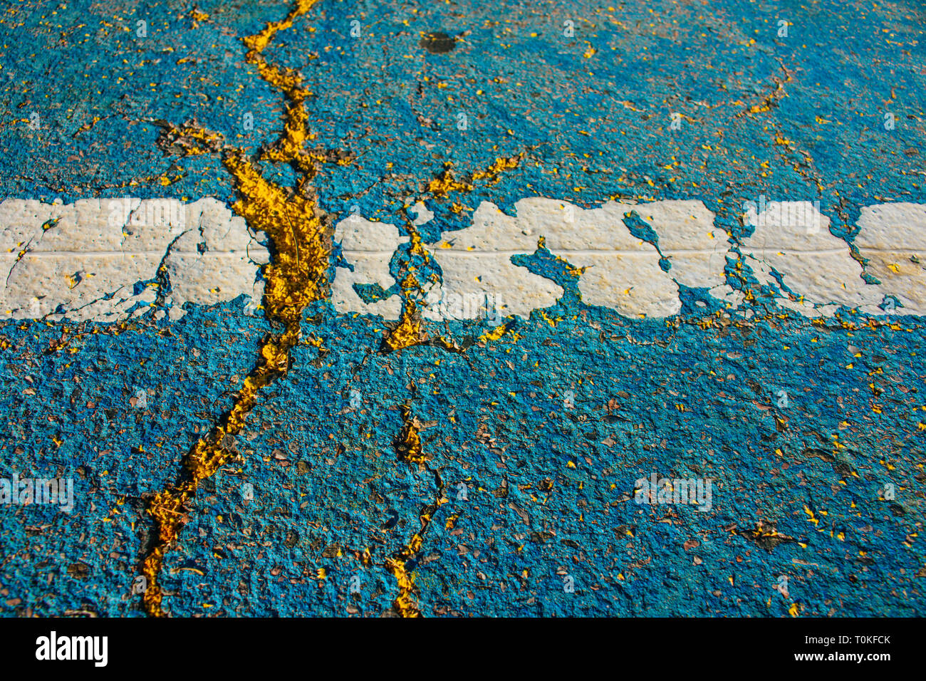 Mimosa. Mimosa tombés sur le sol. Banque D'Images