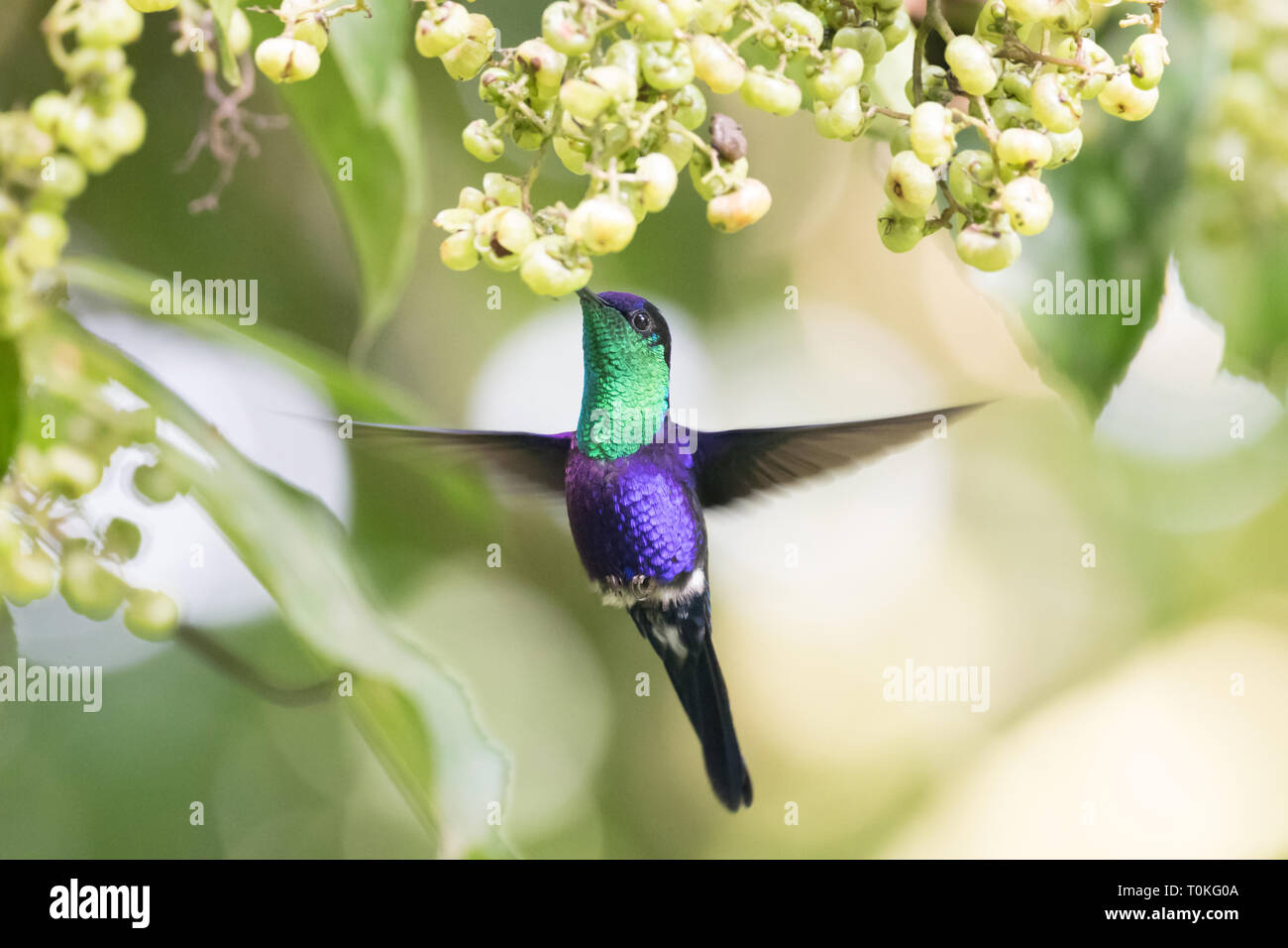 Belle couronne violette (Thalurania colombica colombica Woodnymph) mâle hummingbird se nourrissant de quelques fleurs sauvages Banque D'Images