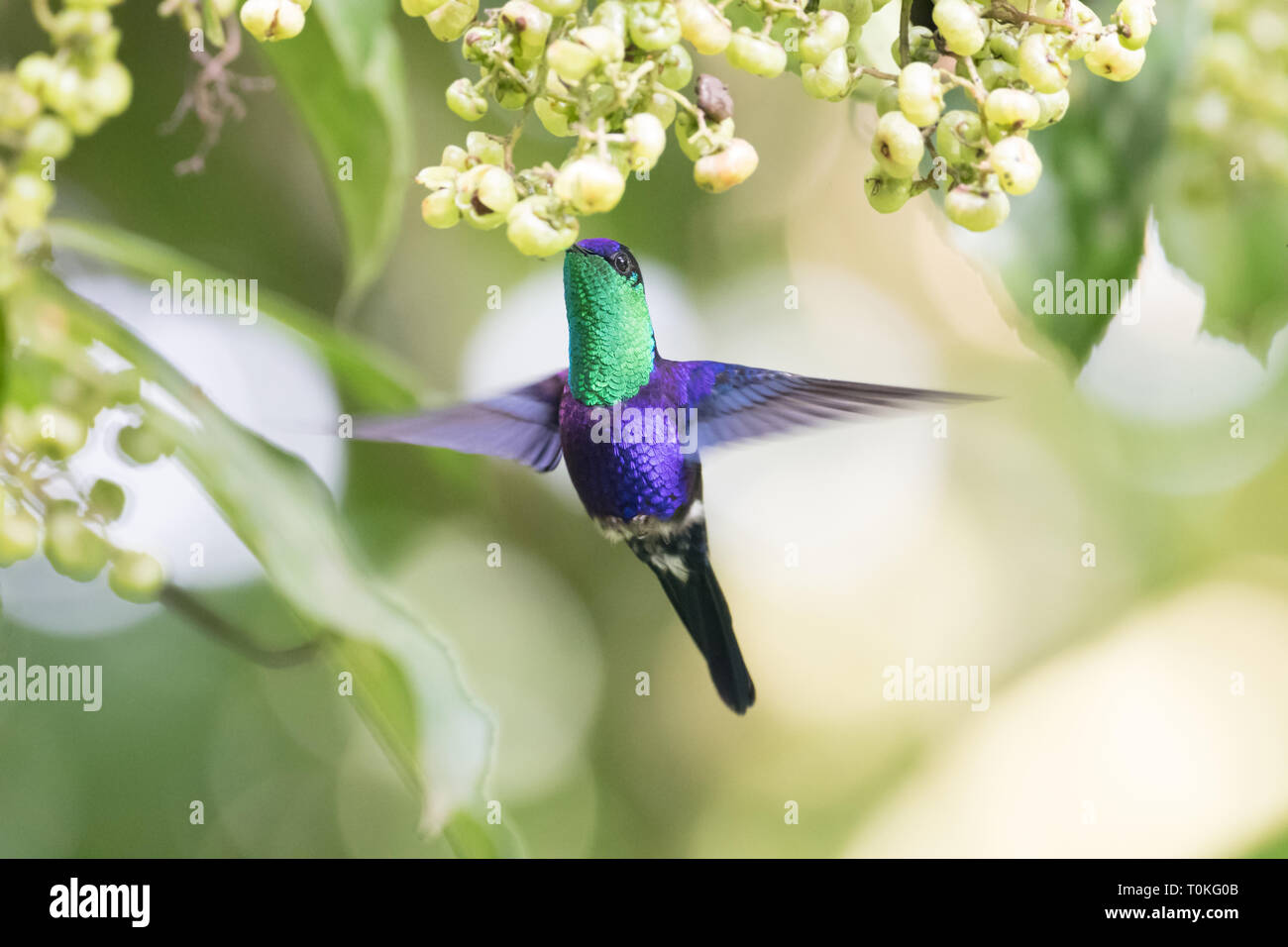 Belle couronne violette (Thalurania colombica colombica Woodnymph) mâle hummingbird se nourrissant de quelques fleurs sauvages Banque D'Images