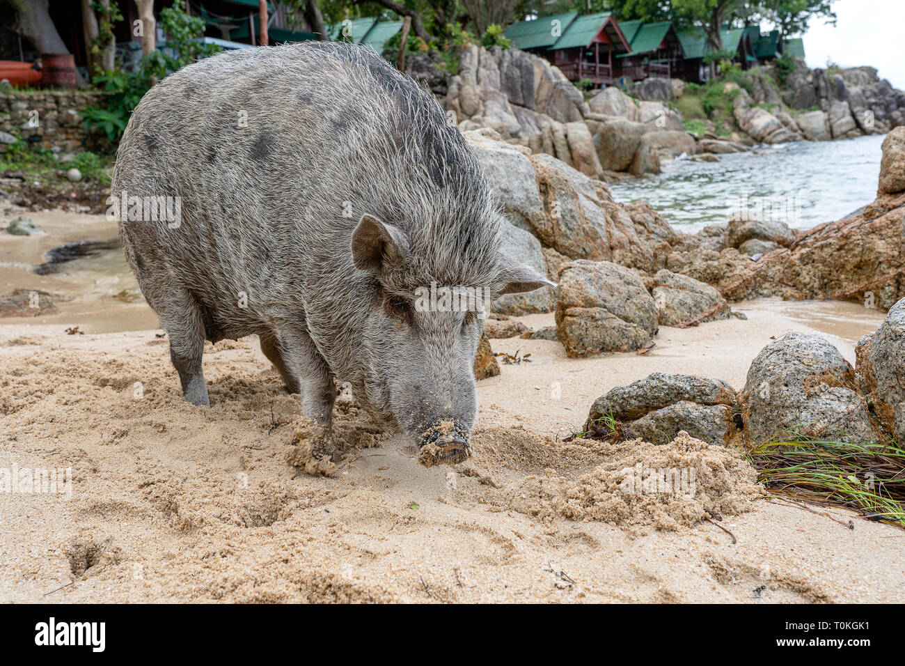 Gros cochon sur la plage de sable de l'île de Phangan, Thaïlande. Close up Banque D'Images